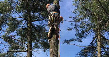 Tree Services