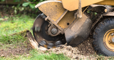 Stump Removal