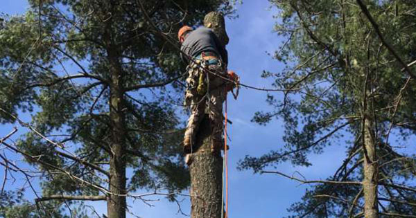 Tree Services